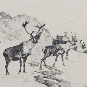 Osbornes Caribou - Carl Rungius