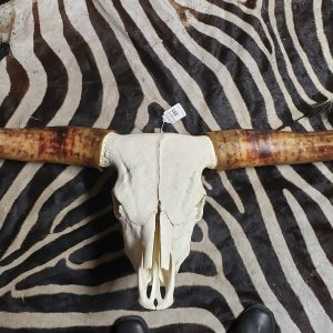 Long Horn Skull