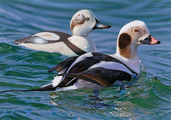 Long-tail Duck with Decoy: 2009 - 2010 Federal Duck Stamp - Joshua Spies