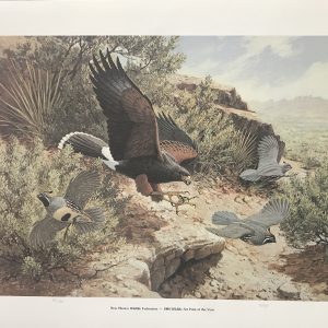 N.M. WildlifeFed-Harris Hawk - Ralph Oberg