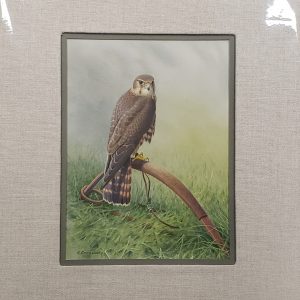 Merlin on BowBerch - Ronald Digby