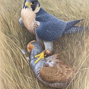 Tiercel Peregrine with Grey Partridge - Ronald Digby