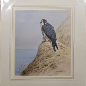 Tiercel with Sea Pinks - Ronald Digby