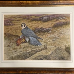 Peregrine Falcon on Red Grouse - Ronald Digby