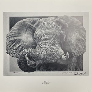 MZEE - Elephant - Lindsay Scott