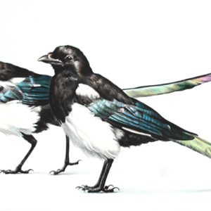 Magpie Pair - Lindsay Scott