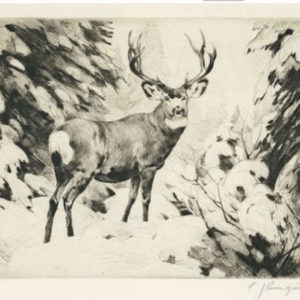 Mule Deer - Carl Rungius