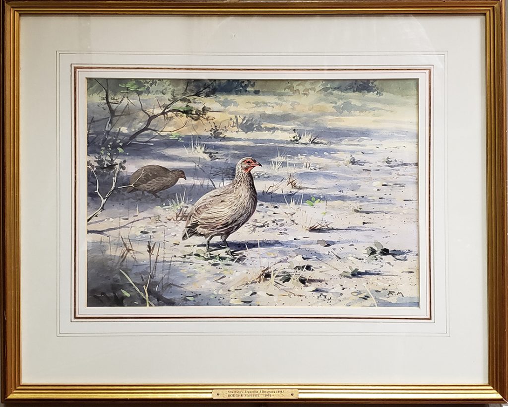 Swanson Francolin - Rodger McPhail