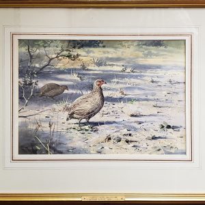 Swanson Francolin - Rodger McPhail