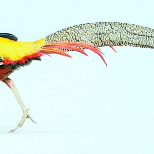 Golden Pheasant - Lindsay Scott