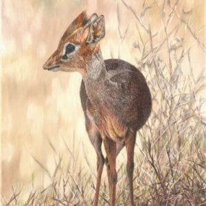 Dik-Dik - Guy Combes