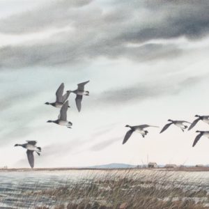 Brant in Flight - David Hagerbaumer