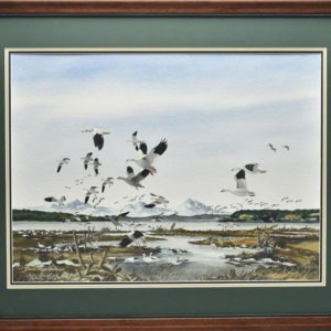 Snow Geese in Tidal Flats - David Hagerbaumer