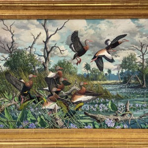 Ballet - Black-Bellied Whistling Ducks - Harry Adamson