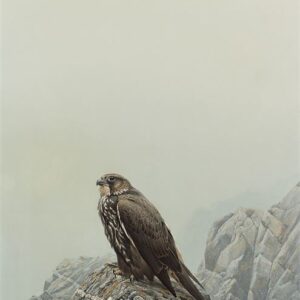 Gyrfalcon - Dark Phase - Robert Bateman