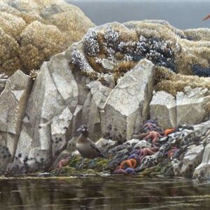 Tidal Zone - Robert Bateman