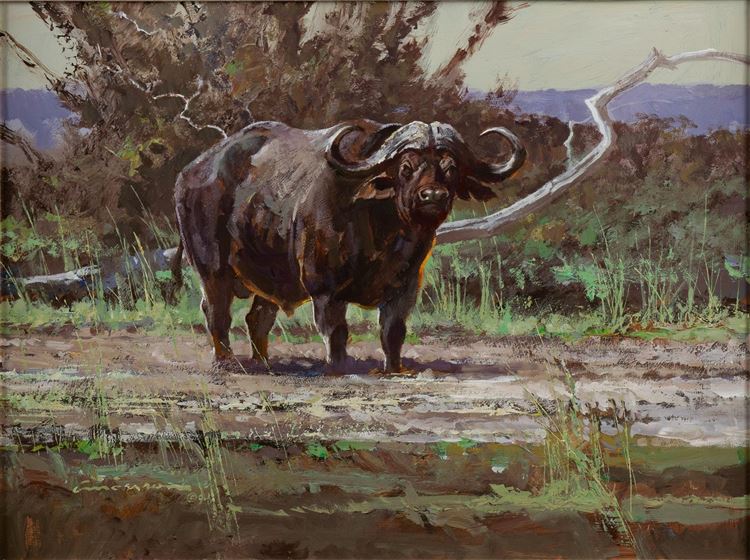 Cape Buffalo - Dennis Anderson