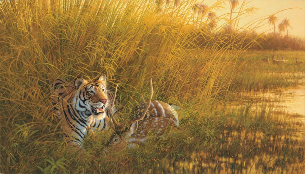 Heart of India - Tiger - Michael Sieve