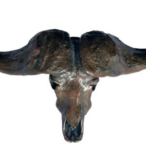 Cape Buffalo Skull - Mike Barlow