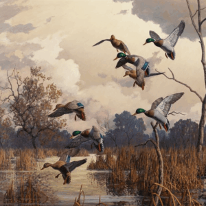 Mallards - Harry Adamson