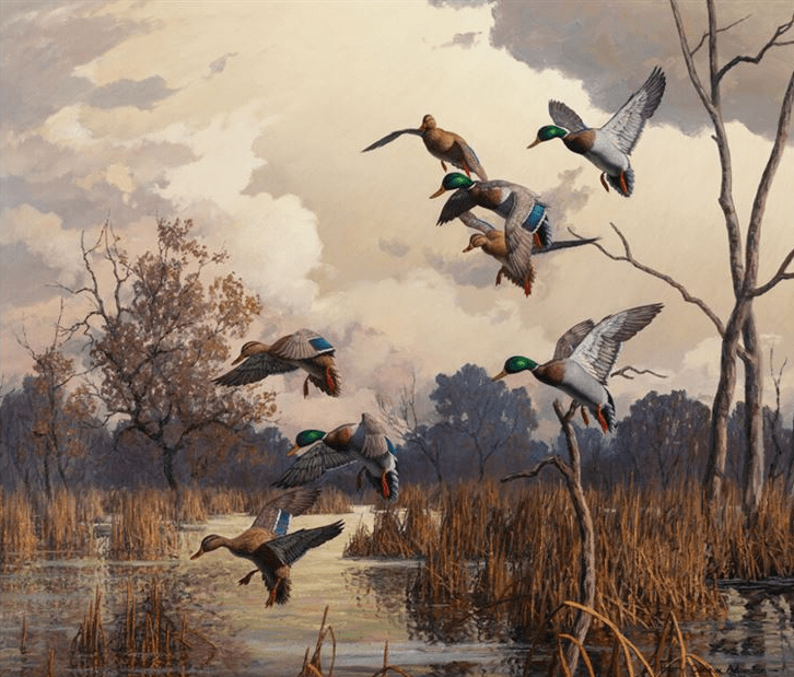 Mallards - Harry Adamson