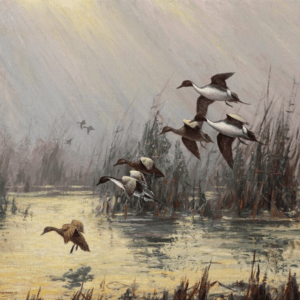 Pintails - Harry Adamson
