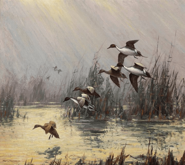 Pintails - Harry Adamson