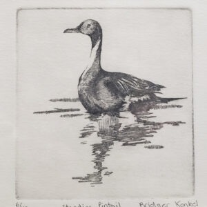 Pintail - Bridger Konkel