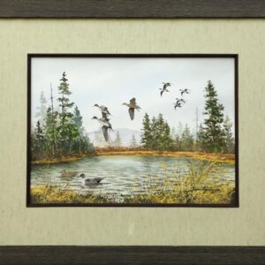 Pintails - David Hagerbaumer