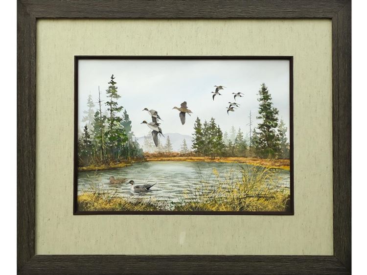 Pintails - David Hagerbaumer