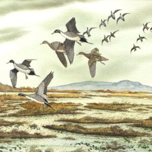 Short Grass Marsh - David Hagerbaumer