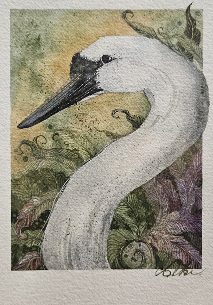 Swan - Beki Killorin