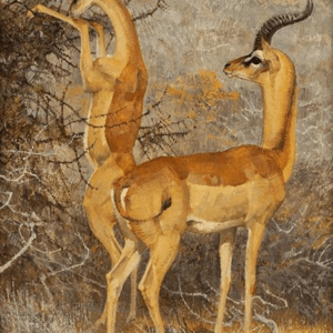 Gerenuk - Bob Kuhn