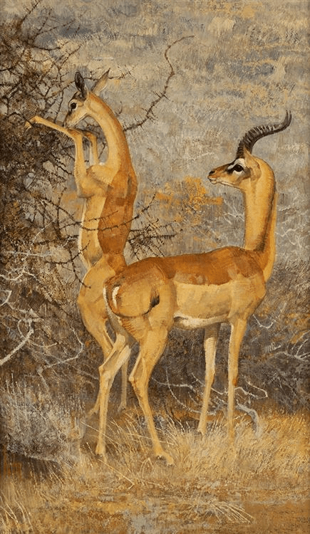 Gerenuk - Bob Kuhn