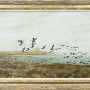 Hog Ranch Point - Black Brant - David Hagerbaumer