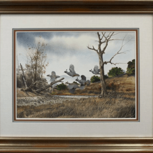 Napa Country - Valley Quail - David Hagerbaumer