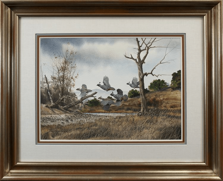 Napa Country - Valley Quail - David Hagerbaumer